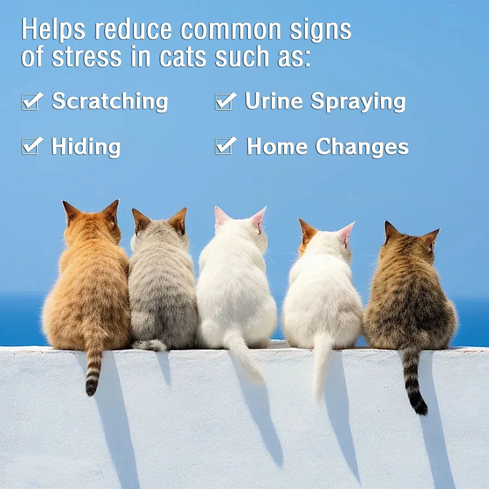 Calma líquida para gatos refil de 30 dias 3 frascos 48ml